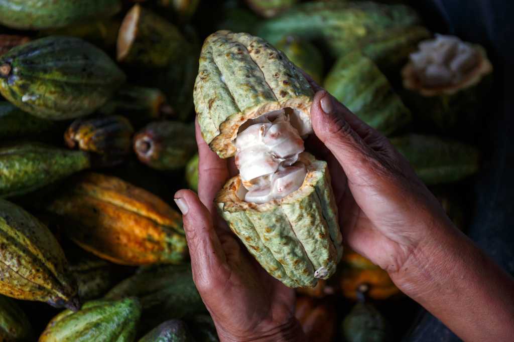 cocoa bean pod