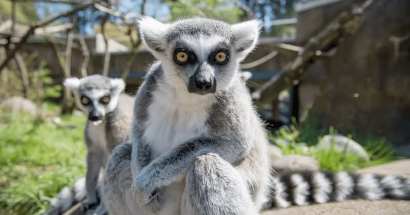 Over 100,000 Oregon Zoo visitors warned that their payment card details were stolen in security breach